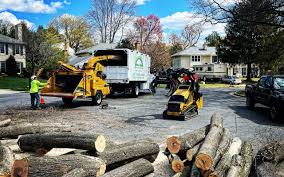 How Our Tree Care Process Works  in Frenchtown, NJ