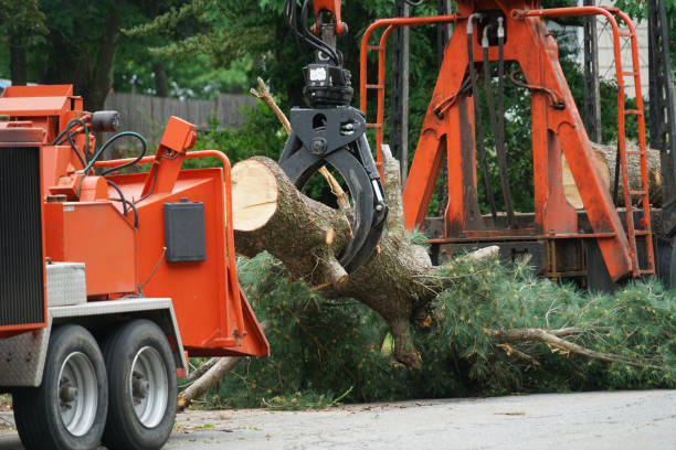 Best Fruit Tree Pruning  in Frenchtown, NJ