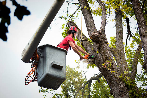 Best Tree Trimming and Pruning  in Frenchtown, NJ